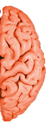 Brain